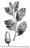 Oak Leaf Illustration